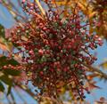 pistacia chinensis